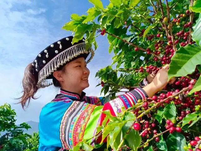 啡：彩云之南的馥郁传奇不朽情缘app云南咖(图2)