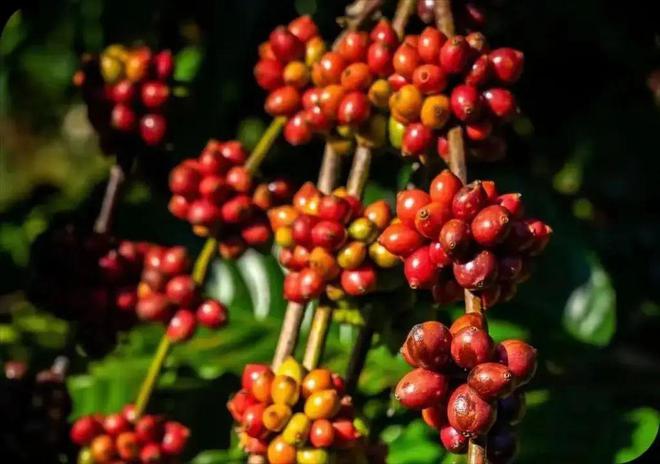 啡：彩云之南的馥郁传奇不朽情缘app云南咖(图4)