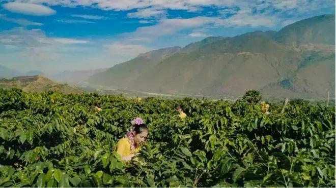 啡：彩云之南的馥郁传奇不朽情缘app云南咖(图9)
