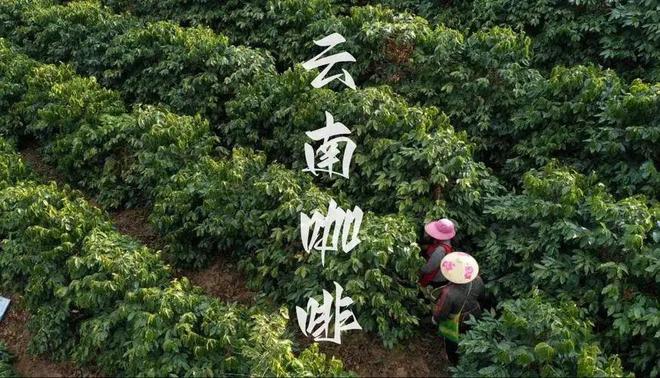 啡：彩云之南的馥郁传奇不朽情缘app云南咖(图18)
