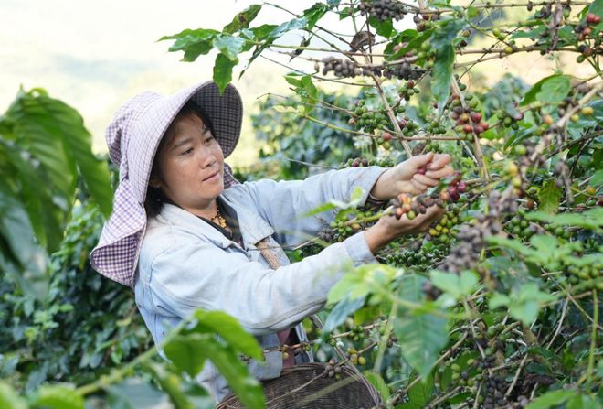 烟火 一粒咖啡豆的云南奇旅不朽情缘平台登录入口国寿映(图2)