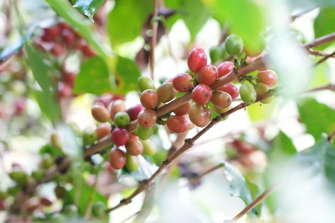 烟火 一粒咖啡豆的云南奇旅不朽情缘平台登录入口国寿映(图4)