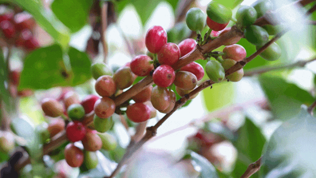 烟火 一粒咖啡豆的云南奇旅不朽情缘平台登录入口国寿映(图5)